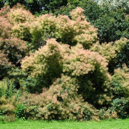 European Smokebush (Cotinus Coggygria) 10 seeds