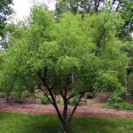 Pink Lady Winterberry (Euonymus Bungeana) 25 seeds