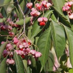 Pink Lady Winterberry (Euonymus Bungeana) 10 seeds