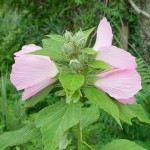 Pink Mallow (Hibiscus Moscheutos Palustris) 15 seeds