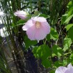 Pink Mallow (Hibiscus Moscheutos Palustris) 10 seeds