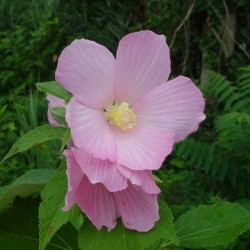 Pink Mallow (Hibiscus Moscheutos Palustris) 100 seeds