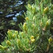 Pinyon Nut Pine (Pinus Edulis) 20 seeds