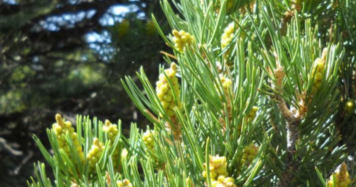 Buy Pinyon Nut Pine (Pinus Edulis) 10 seeds online Seeds