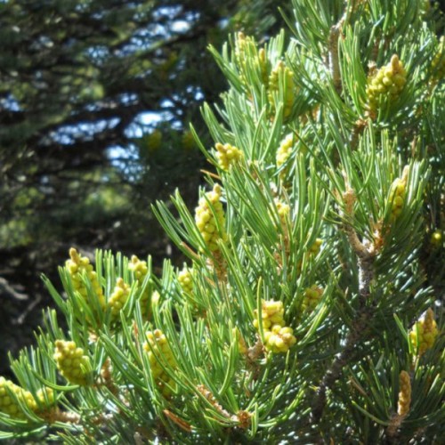 Pinyon Nut Pine (Pinus Edulis) 5 seeds