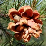 Pinyon Nut Pine (Pinus Edulis) 20 seeds