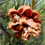 Pinyon Nut Pine (Pinus Edulis) 10 seeds