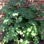 Plume Poppy (Macleaya Cordata) 10 seeds