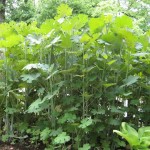 Plume Poppy (Macleaya Cordata) 80 seeds