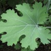 Plume Poppy (Macleaya Cordata) 20 seeds