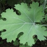 Plume Poppy (Macleaya Cordata) 10 seeds