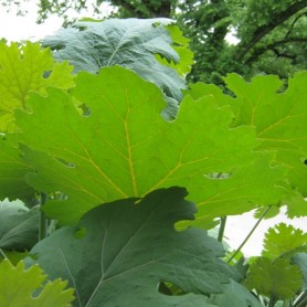 Plume Poppy (Macleaya Cordata) 10 seeds