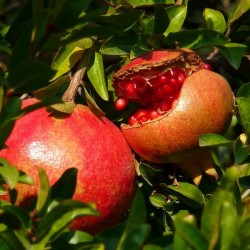 Pomegranate (Punica Granatum Bedana) 100 seeds