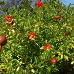 Pomegranate (Punica Granatum Bedana) 50 seeds