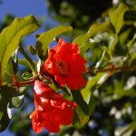 Pomegranate (Punica Granatum Bedana) 100 seeds