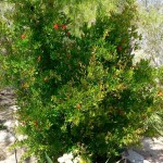 Pomegranate (Punica Granatum Bedana) 100 seeds