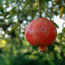 Pomegranate (Punica Granatum Bedana) 15 seeds