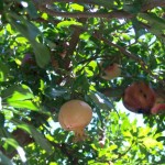 Pomegranate (Punica Granatum Bedana) 15 seeds