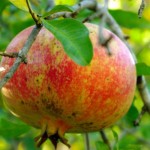 Pomegranate (Punica Granatum Bedana) 15 seeds