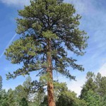 Ponderosa Pine (Pinus Ponderosa) 7 seeds