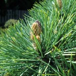 Ponderosa Pine (Pinus Ponderosa) 7 seeds