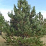 Ponderosa Pine (Pinus Ponderosa) 15 seeds