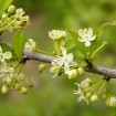 PossumHaw (Ilex Decidua) 5 seeds