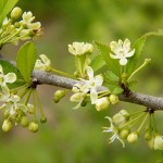 PossumHaw (Ilex Decidua) 20 seeds