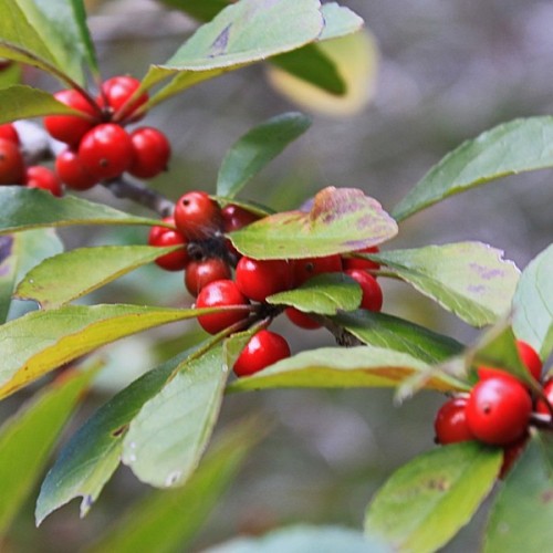 PossumHaw (Ilex Decidua) 5 seeds