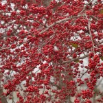 PossumHaw (Ilex Decidua) 5 seeds