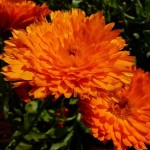 Pot Marigold (Calendula Officinalis Indian Prince) 20 seeds