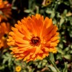 Pot Marigold (Calendula Officinalis Indian Prince) 20 seeds