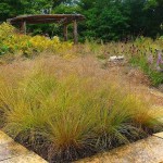 Prairie Dropseed (Sporobolus Heterolepis) 50 seeds