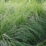 Prairie Dropseed (Sporobolus Heterolepis) 25 seeds