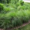 Prairie Dropseed (Sporobolus Heterolepis) 50 seeds