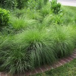 Prairie Dropseed (Sporobolus Heterolepis) 10 seeds