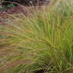 Prairie Dropseed (Sporobolus Heterolepis) 25 seeds