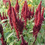 Prince-of-Wales (Amaranthus hypochondriacus Pygmy Torch) 500 seeds