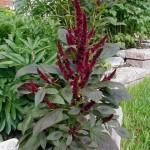 Prince-of-Wales (Amaranthus hypochondriacus Pygmy Torch) 500 seeds