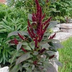 Prince-of-Wales (Amaranthus hypochondriacus Pygmy Torch) 100 seeds