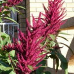 Prince-of-Wales (Amaranthus hypochondriacus Pygmy Torch) 200 seeds