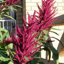 Prince-of-Wales (Amaranthus hypochondriacus Pygmy Torch) 500 seeds