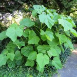 Princess Tree (Paulownia Tomentosa) 2000 seeds