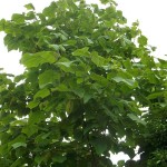 Princess Tree (Paulownia Tomentosa) 5000 seeds