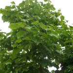 Princess Tree (Paulownia Tomentosa) 2000 seeds