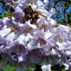 Princess Tree (Paulownia Tomentosa) 500 seeds