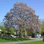 Princess Tree (Paulownia Tomentosa) 2000 seeds