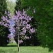 Princess Tree (Paulownia Tomentosa) 50 seeds