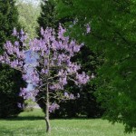 Princess Tree (Paulownia Tomentosa) 500 seeds