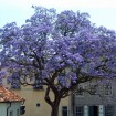 Princess Tree (Paulownia Tomentosa) 50 seeds